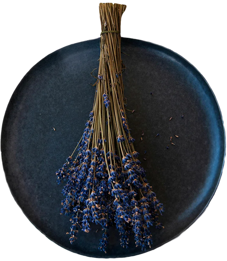 dish